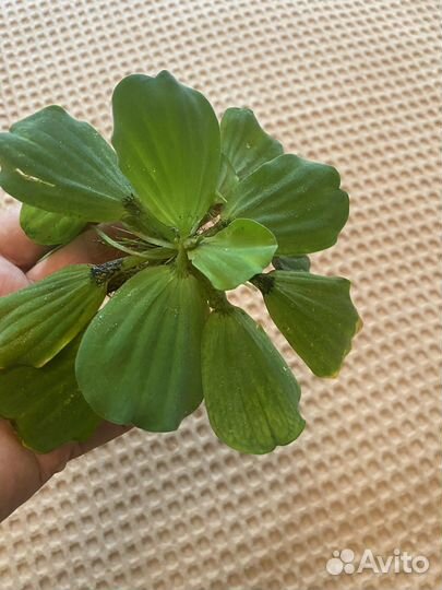 Растения для аквариума - Пистия