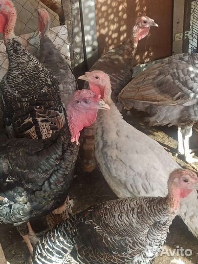 Домашние Индюки