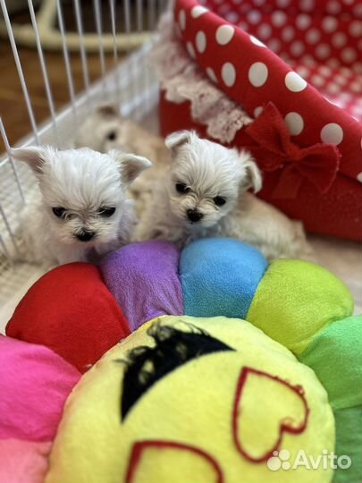 Мальтийская болонка мини