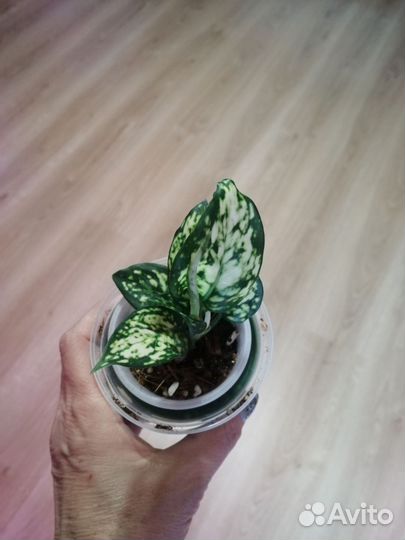 Аглаонема найт спаркл