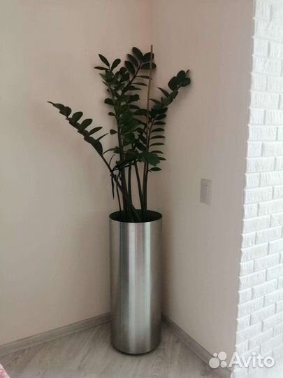 Замиокулькас