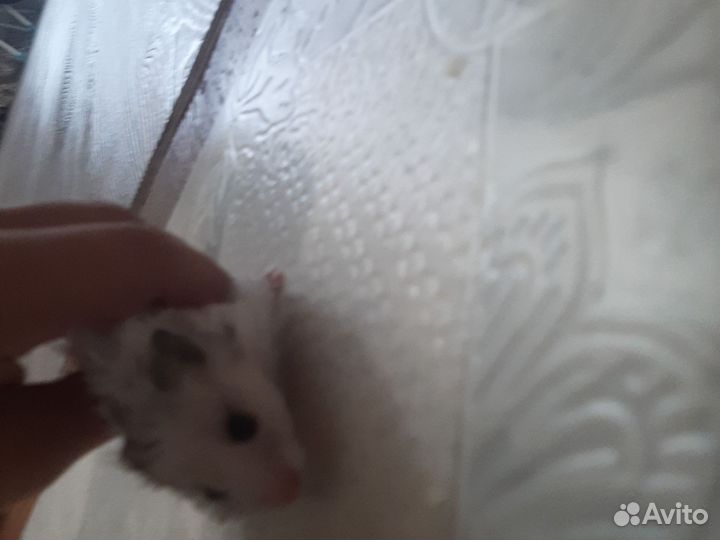 Сирийский хомяк девочка продам с контенером