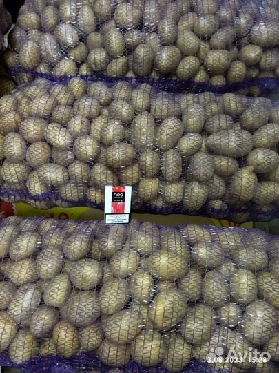 Картофель Галла