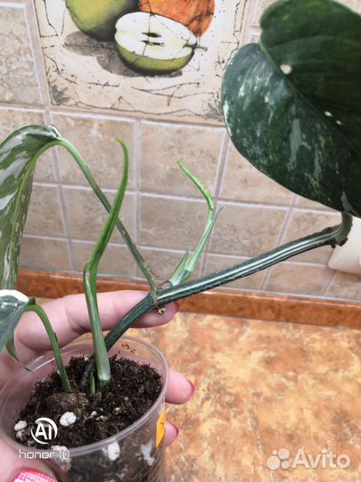 Эпипремнум. Сциндапсус