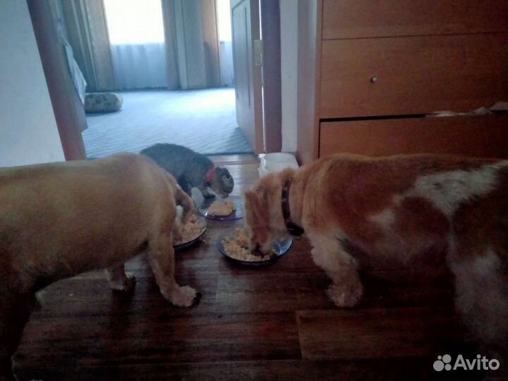 Передержка животных