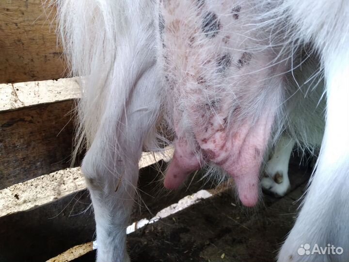 Коза, подсадные утки, цыплята, куры несушки