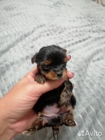 Йоркширский терьер мини щенки бейби фейс