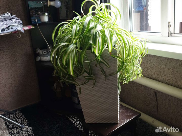 Хлорофитум кудрявый