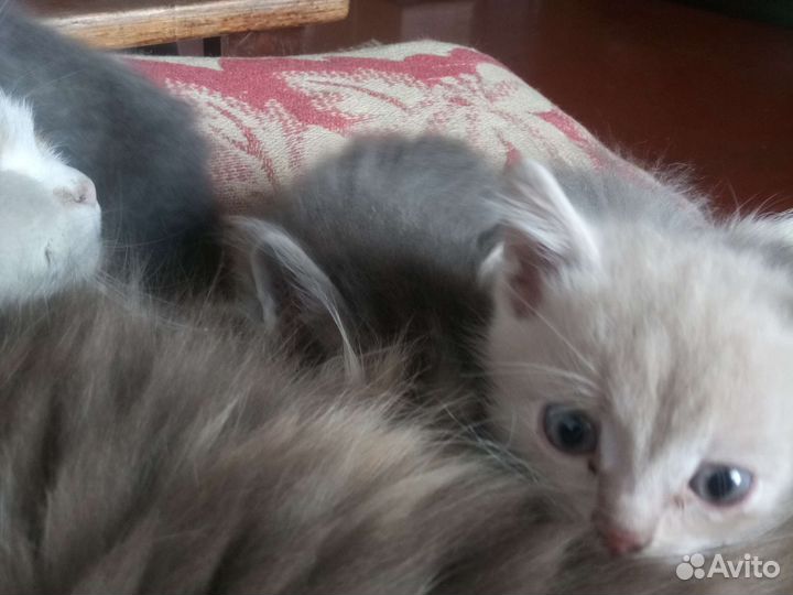 Коты все трое