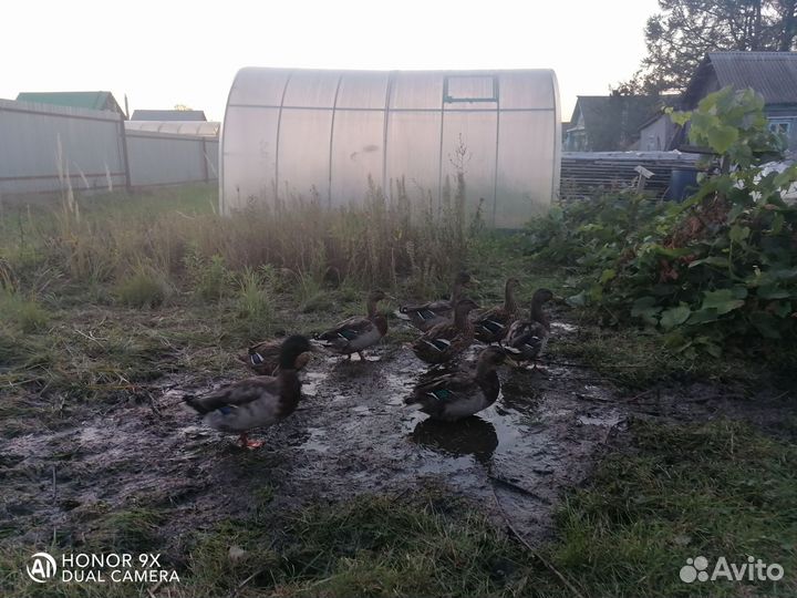 Утки подсадные для охоты