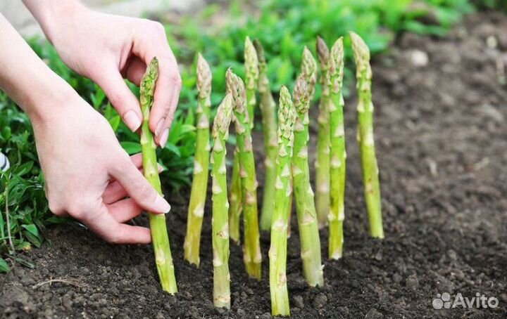 Саженцы спаржи,рассада аспарагус опт