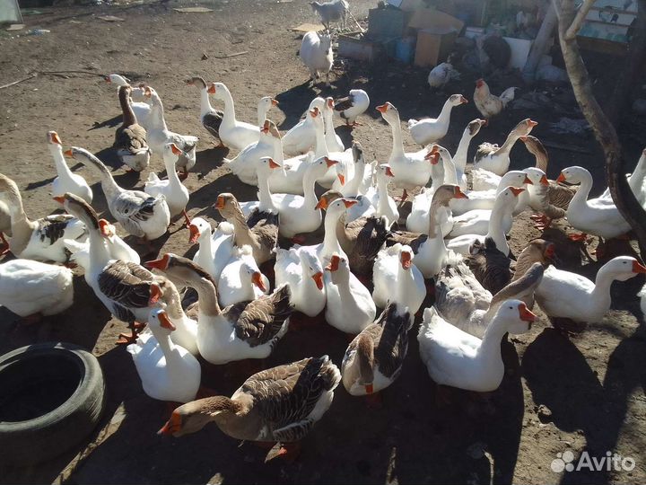 Гуси холмогоры