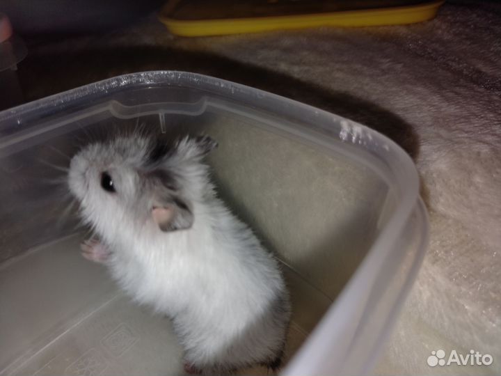 Джунгарский хомяк