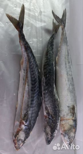 Морепродукты Оптом