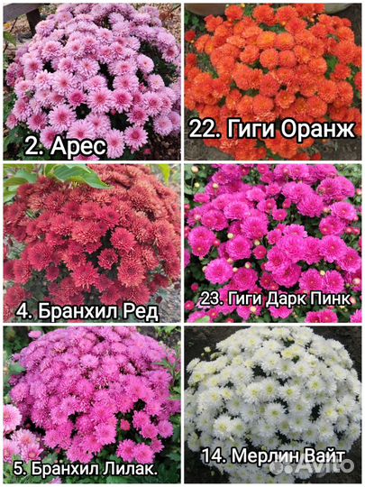 Хризантемы мультифлора