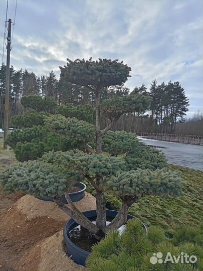 Бонсай сосна