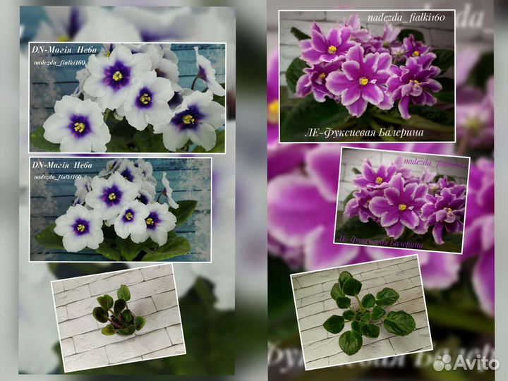 Фиалки сортовые