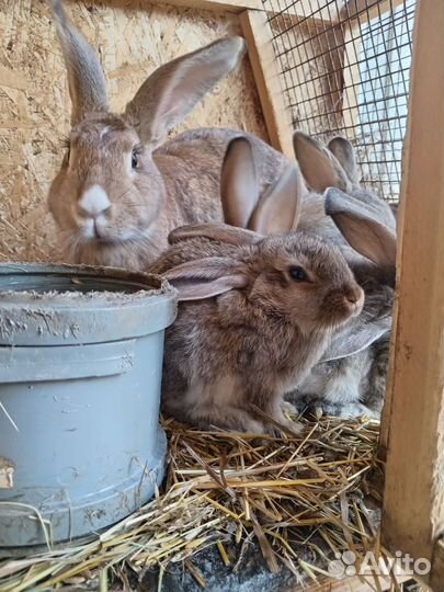 Фландр, Бабочка