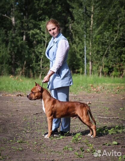 Хендлер. Подготовка к выставке