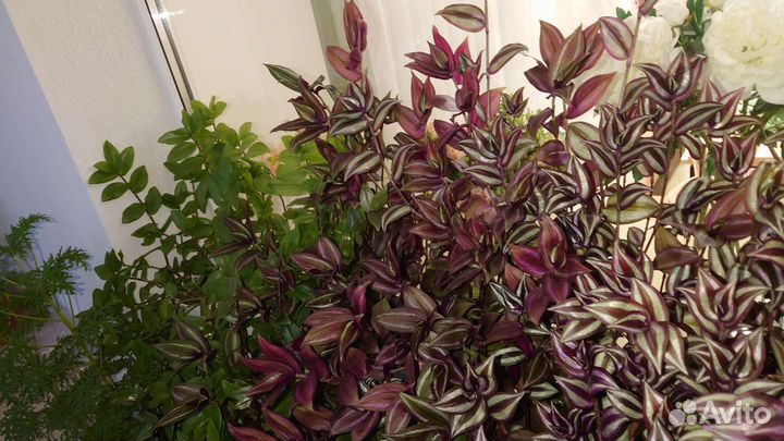 Традесканции и каллизии большие, в горшках