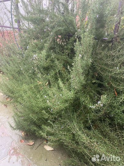 Розмарин саженцы и веточками