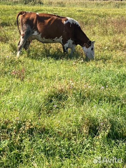 Продам коров первотелки 2 головы