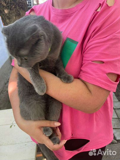 Кошки породистые бесплатно