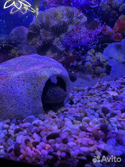 Аксолотль с аквариумом