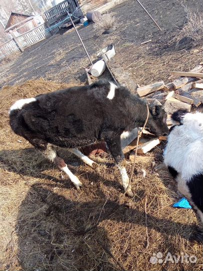 Тёлка 9 месячная