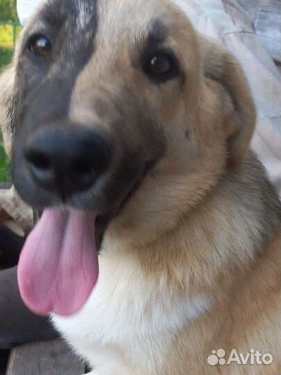 Щенок кобель мальчик в добрые руки бесплатно