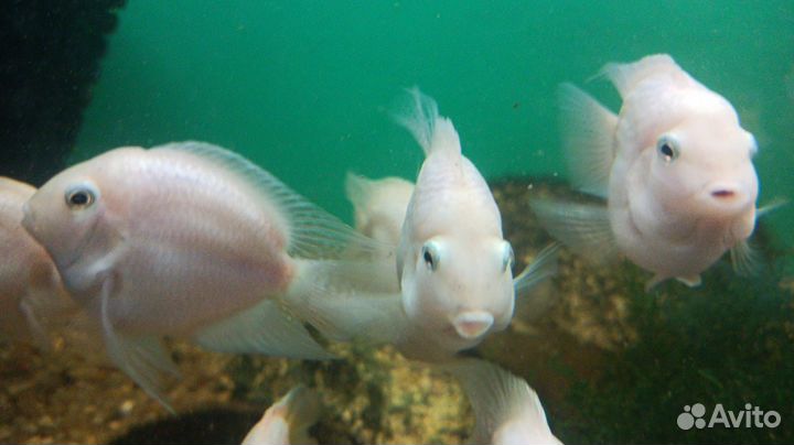 Рыбка платиновый попугай