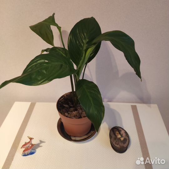 Спатифиллум (Женское Счастье)