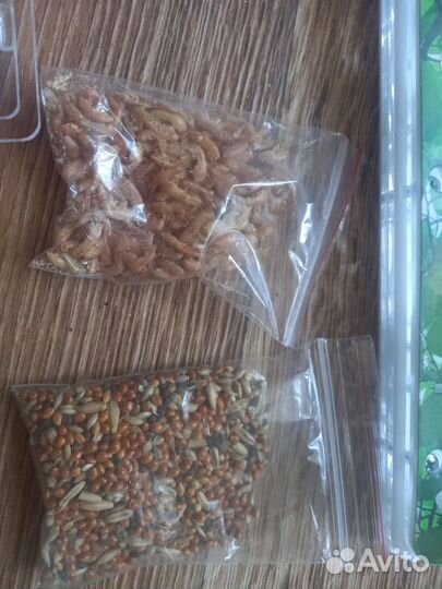 Муравьиные фермы или формикарий