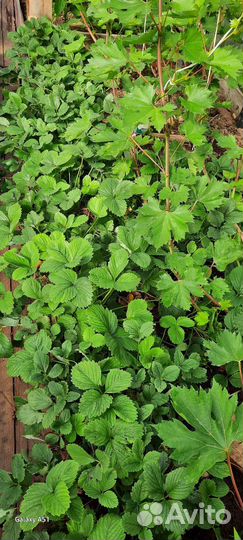 Молодые кусты клубники гигантелла