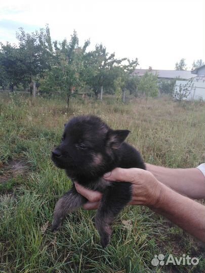 Собака в добрые руки щенок мальчик