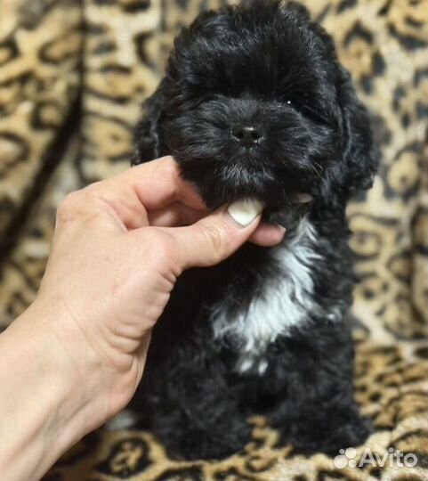 Мальтипу f1 mini