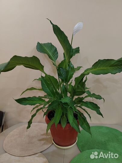 Спатифиллум