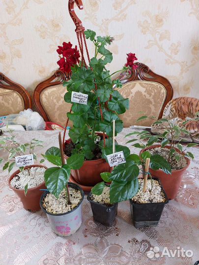 Сансевиерия,фикус,плющелистная герань