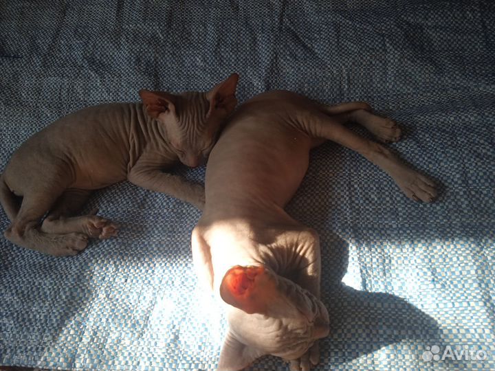 Сфинксята в добрую семью