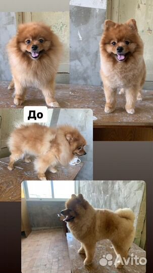 Грумер, хендлер