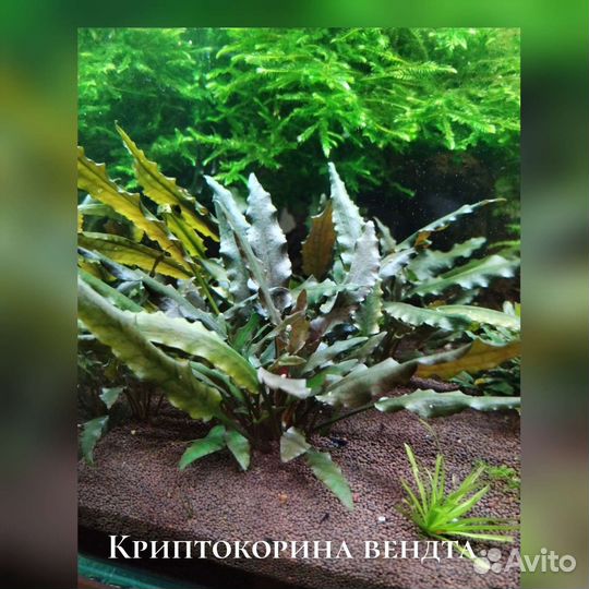 Мхи. Растения