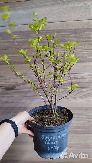 Саженцы пузыреплодник(разные сорта)