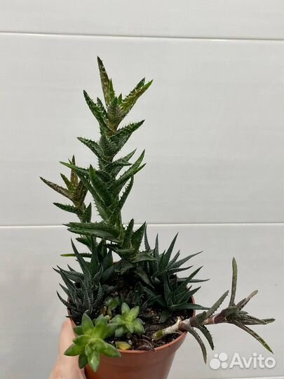 Суккуленты разные