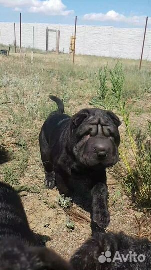 Щенки шарпея