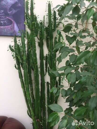 Опунция и молочай