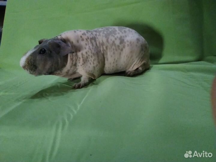 Морская свинка скинни