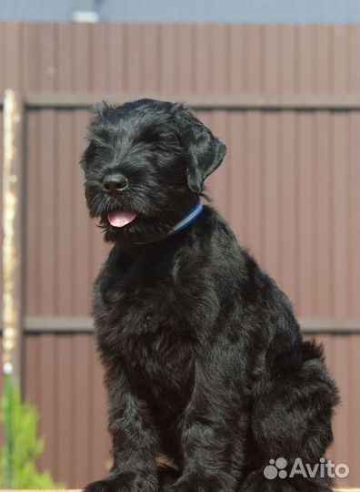 Щенки Русского черного терьера