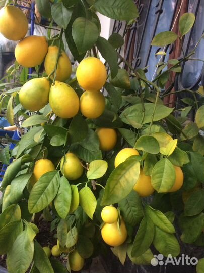 Цитрусы в Сочи