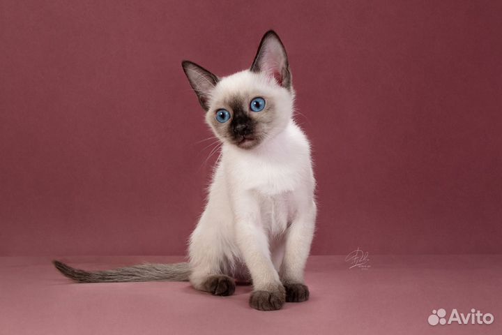 Тайский котенок