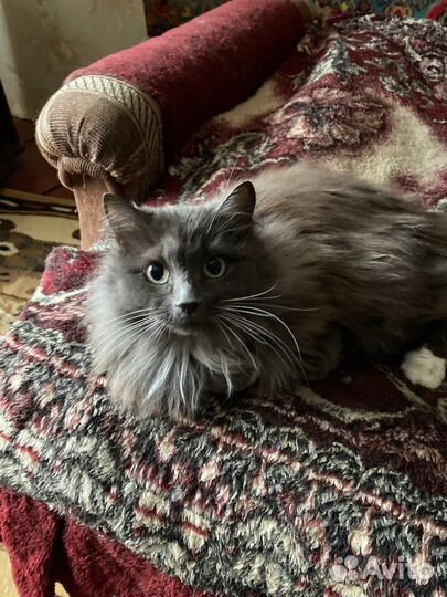 Кошка бобтейл